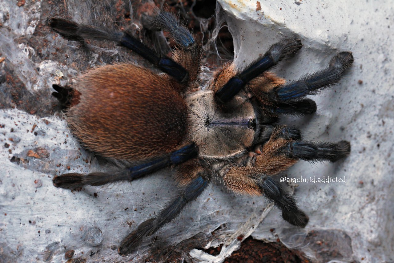 Monocentropus balfouri.