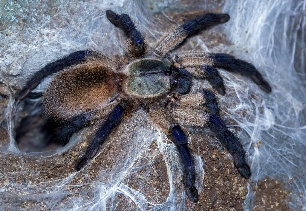 Monocentropus balfouri