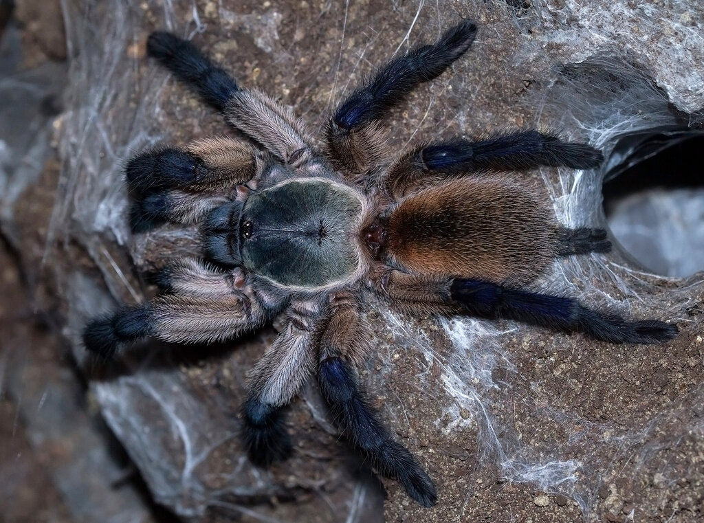 Monocentropus balfouri