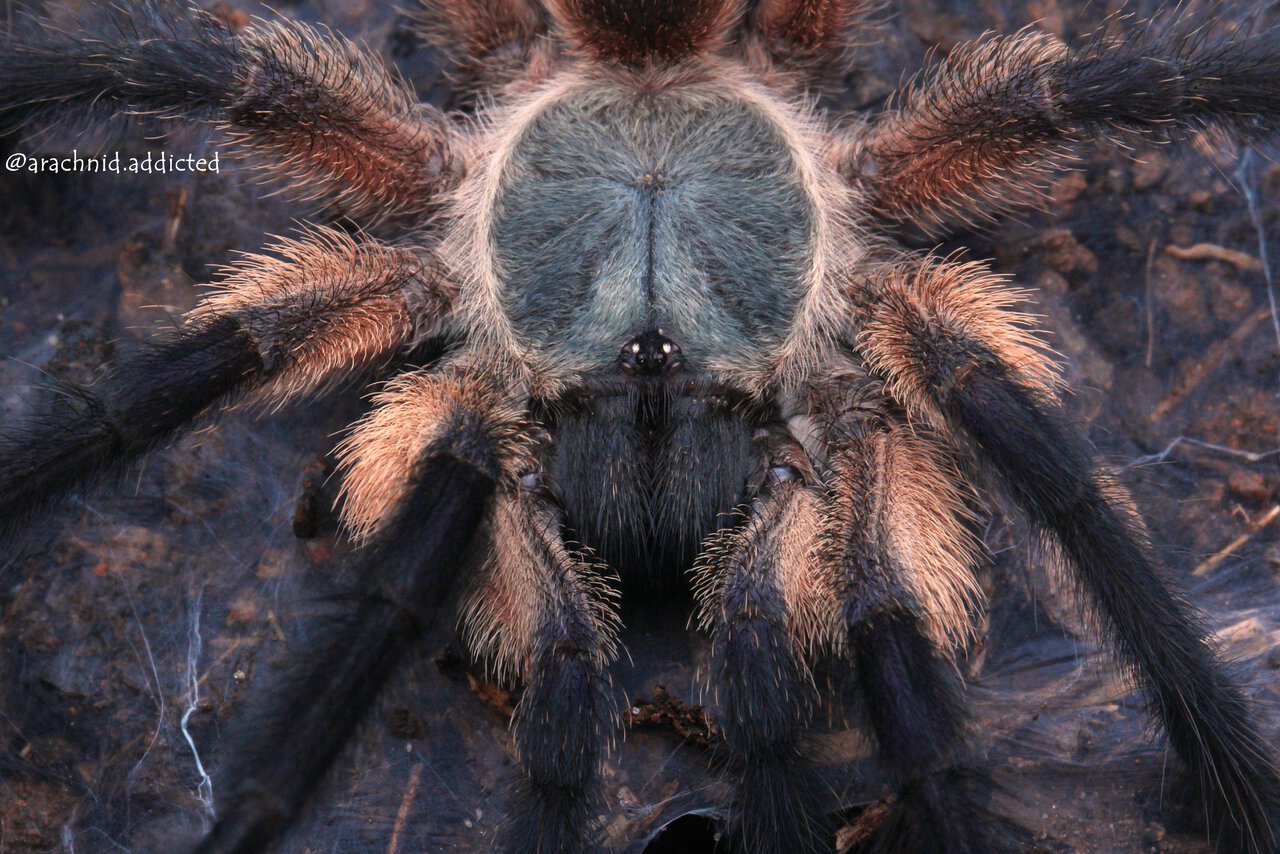 Monocentropus balfouri.