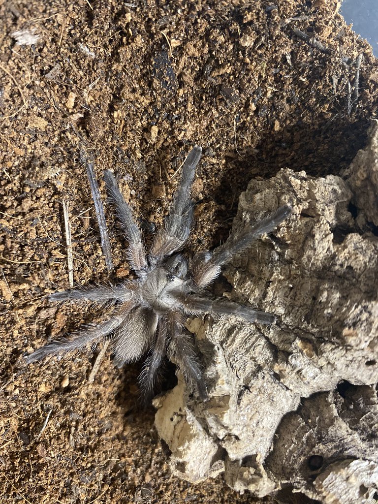 Monocentropus balfouri