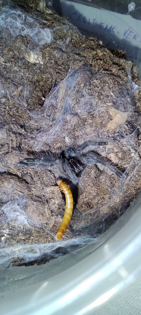 Monocentropus balfouri