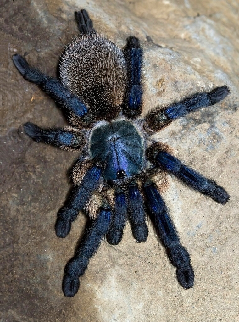 Monocentropus balfouri