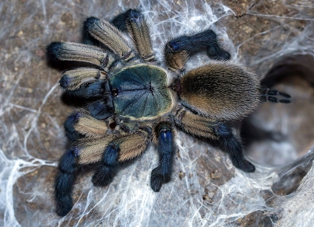 Monocentropus balfouri