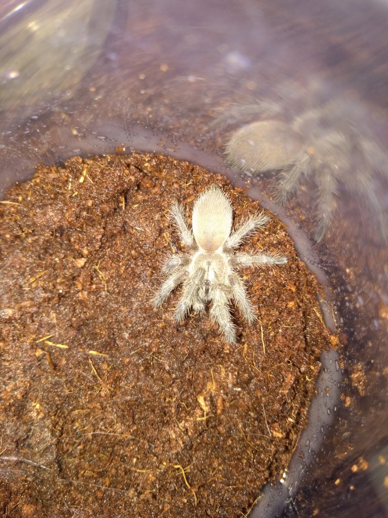 Monocentropus?