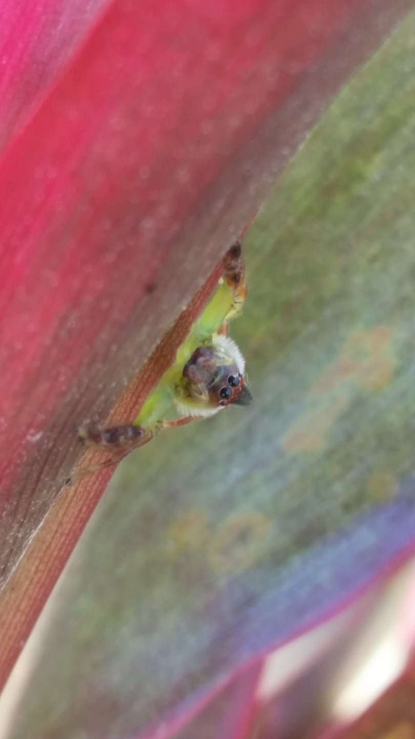 Mopsus Mormon - green jumper