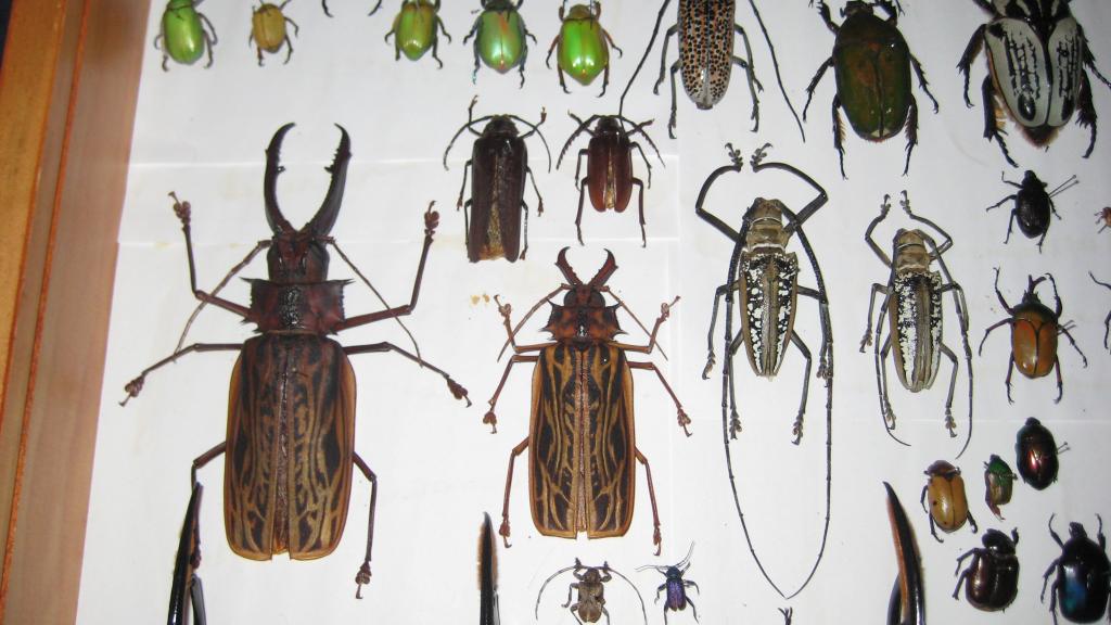 more beetles
