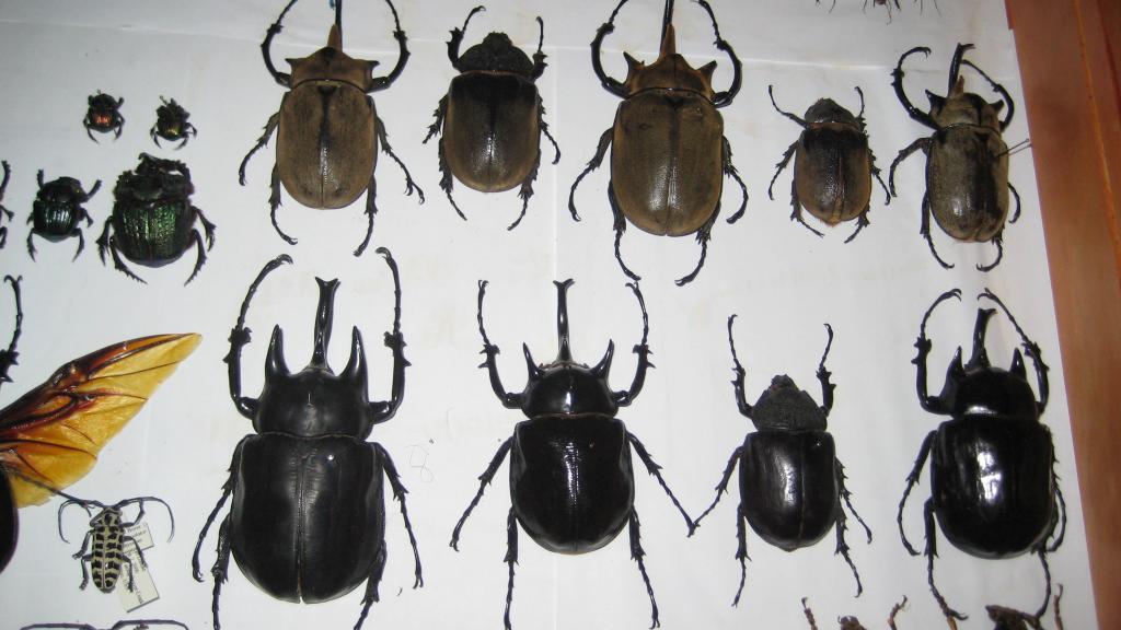 more beetles