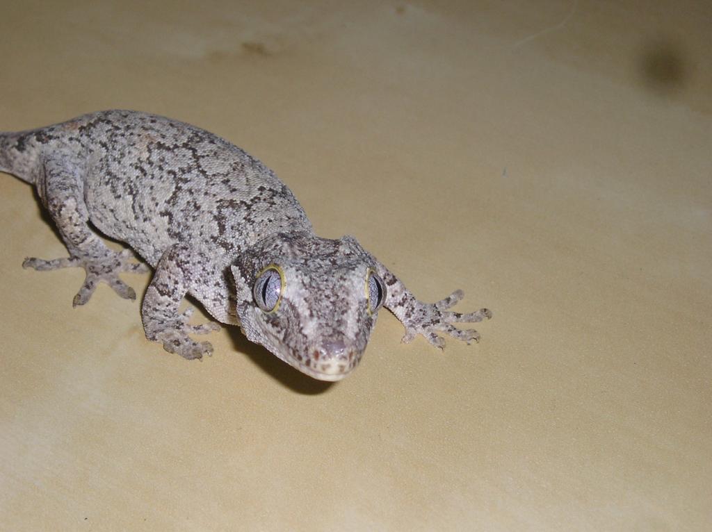 More of my new Gargoyle Gecko