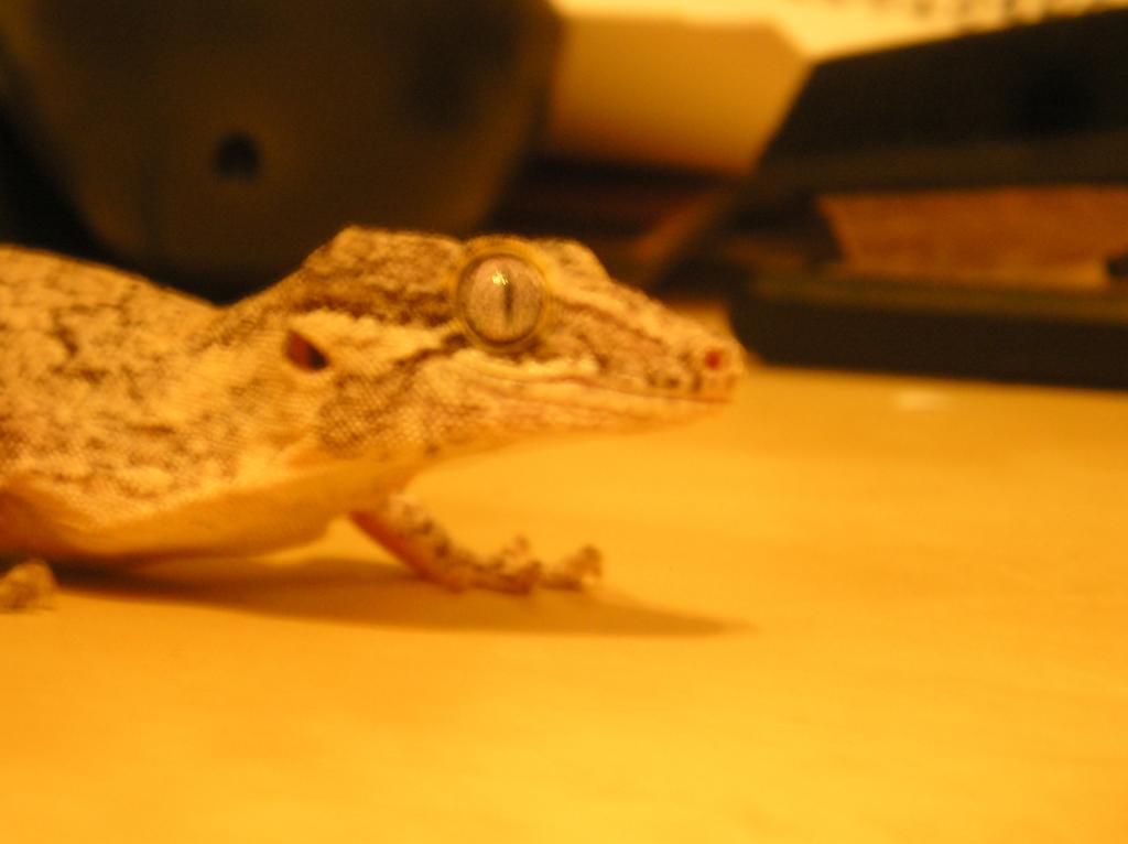 More of my new Gargoyle Gecko