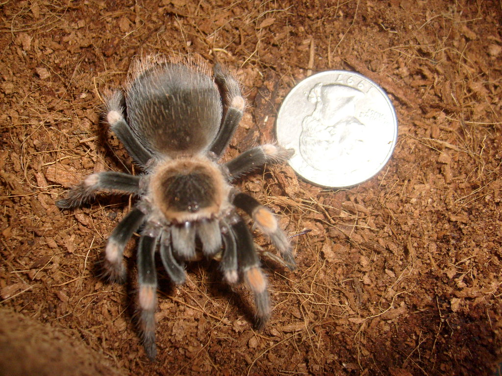 More Pics Of My Smithi