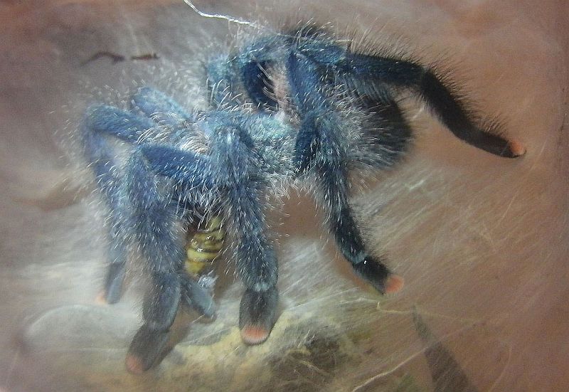 Morgan  - recently molted