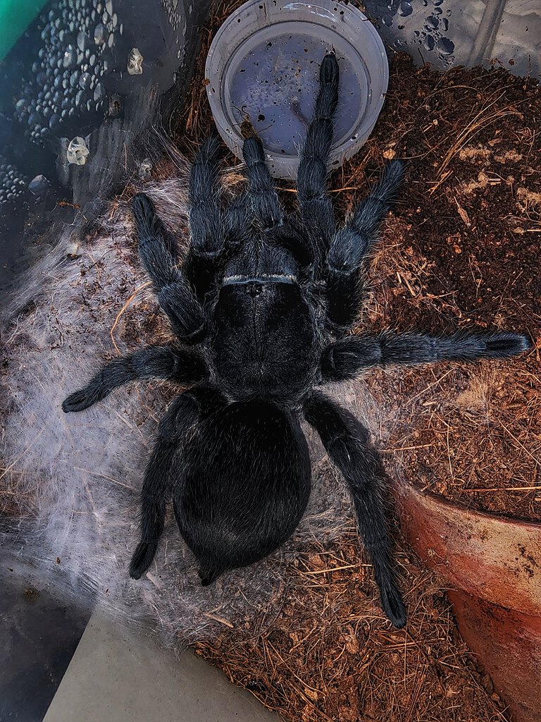 Morticia Addams, freshly molted