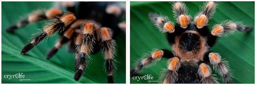 MORTICIA - B. Smithi