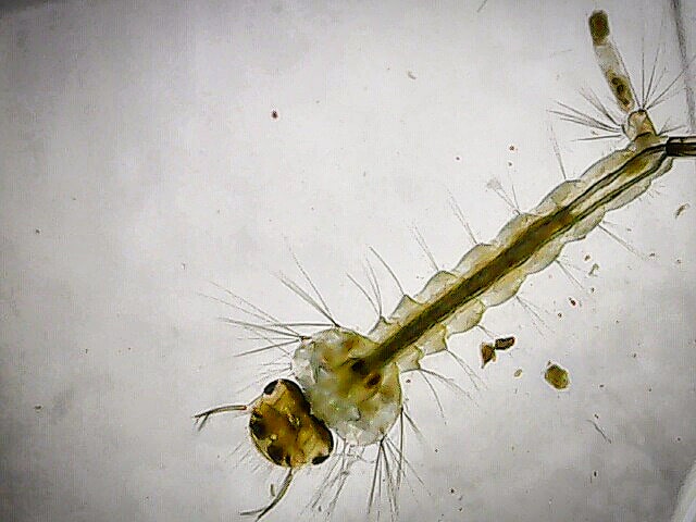 Mosquitoe Larvae