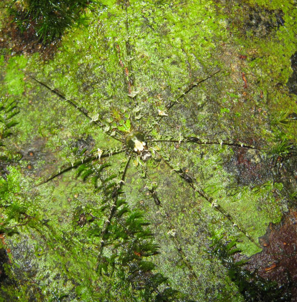 Moss Spider