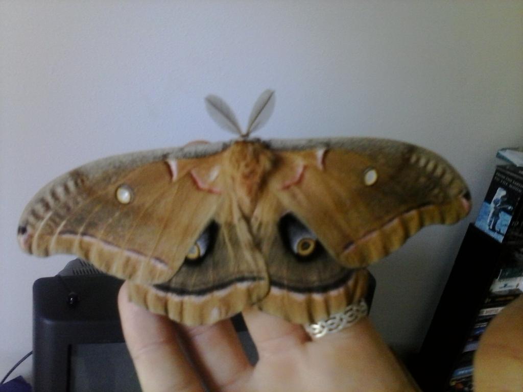 Moth ID please