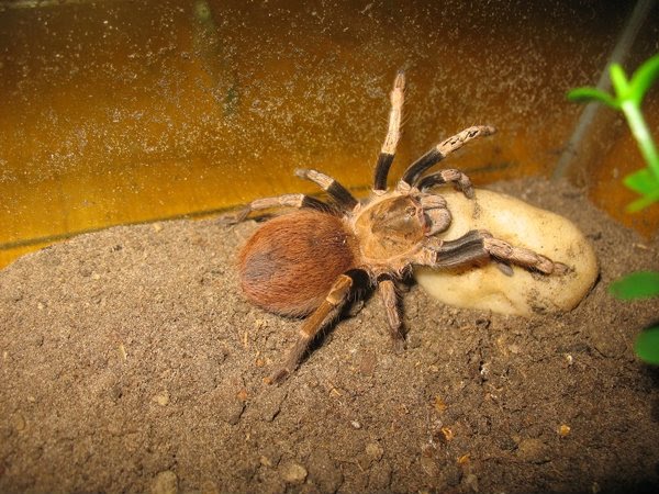 Mother Acanthoscurria Sp