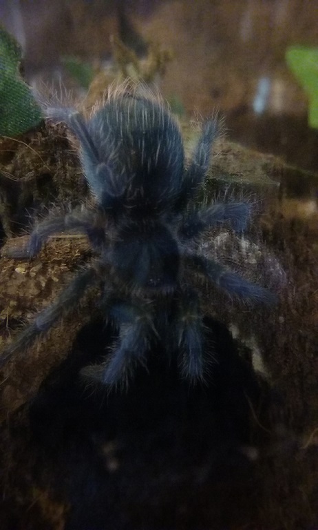 Mr Bitey