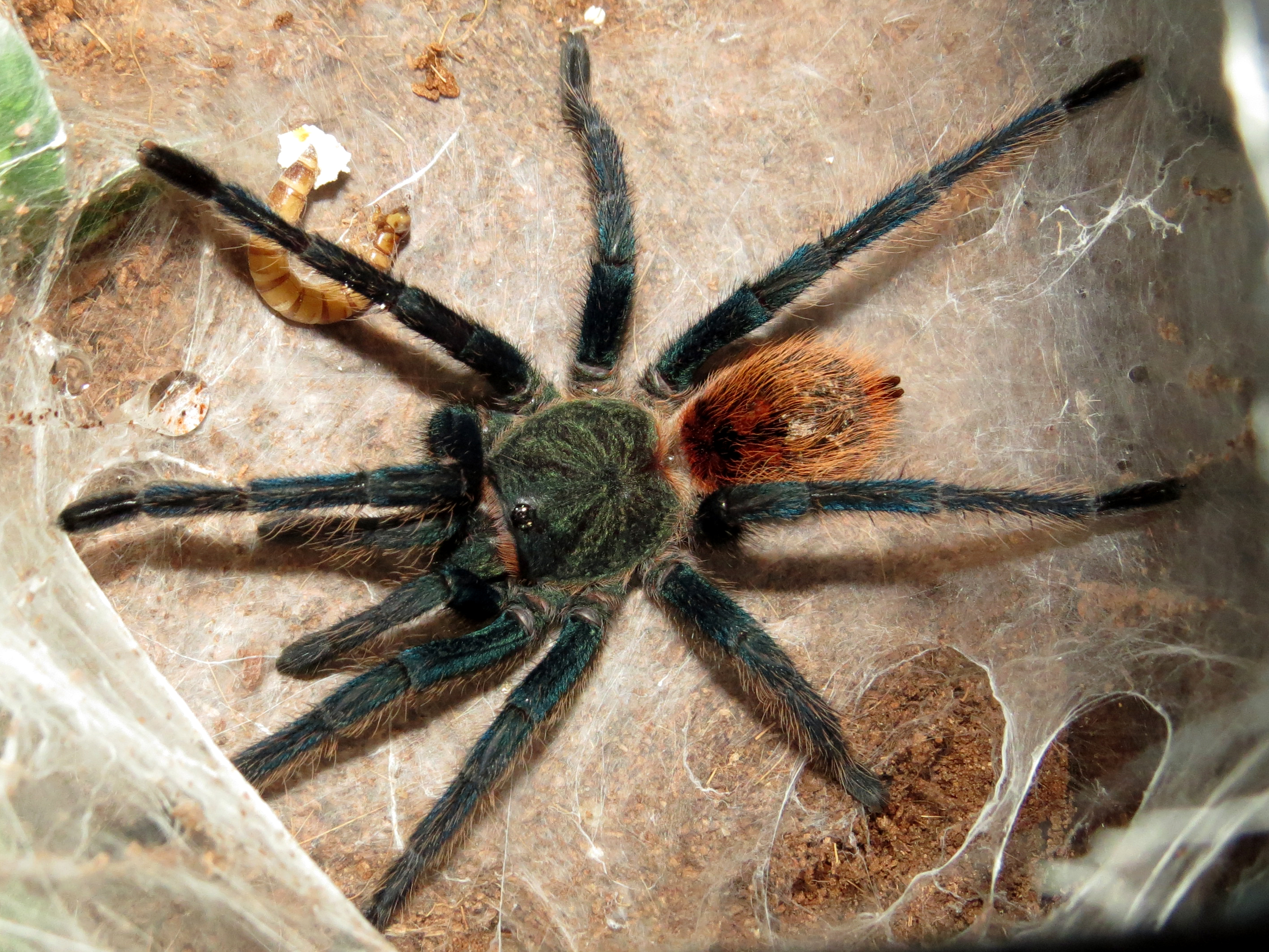 Mr. Muffet (♂ Chromatopelma cyaneopubescens 3.75")