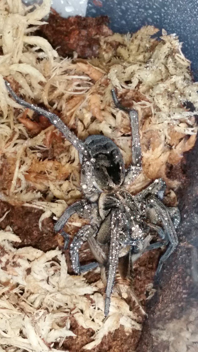 Munch time with Lycosa Leuckarti