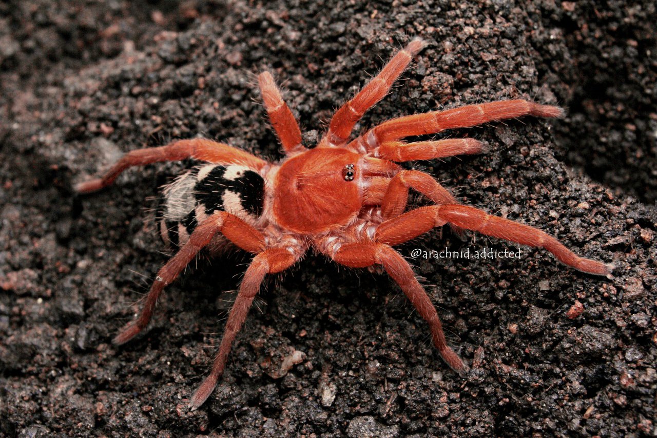 Munduruku bicoloratum.