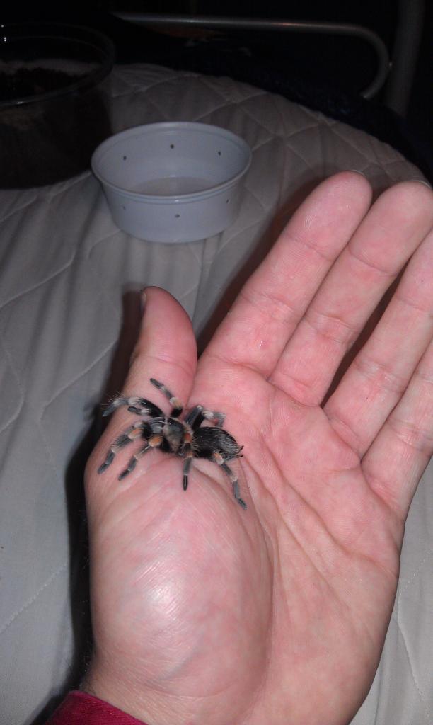 My 1st B. Smithi