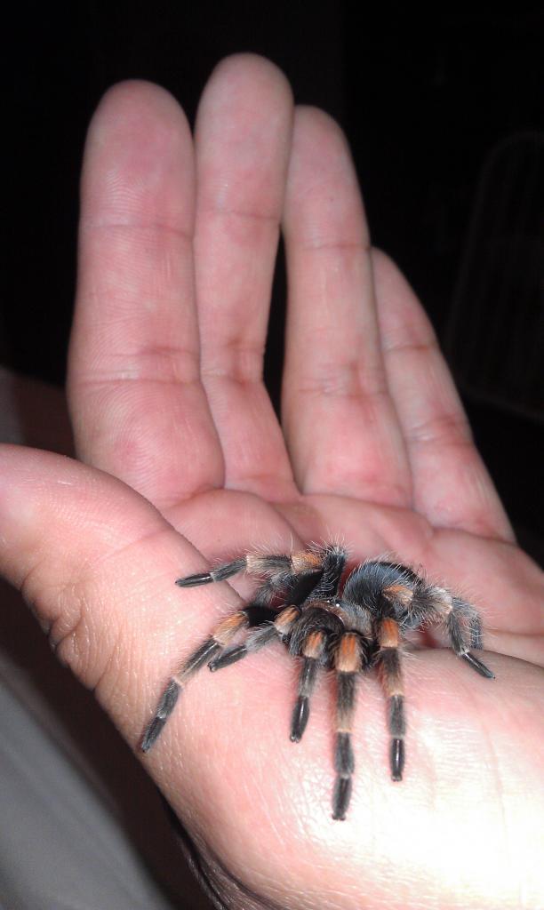 My 1st B. Smithi