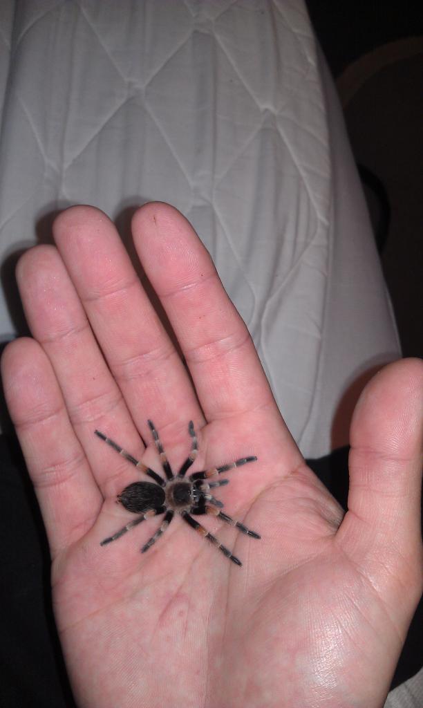 My 1st B. Smithi