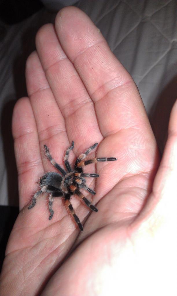 My 1st B. Smithi