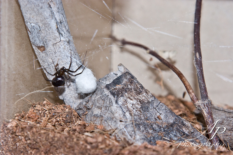 My 1st Steatoda Grossa guarding her Egg Sac 3/6/2012