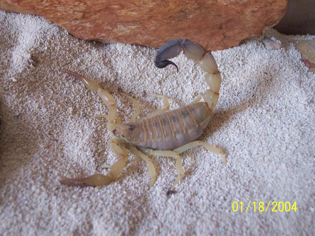 My A. australis