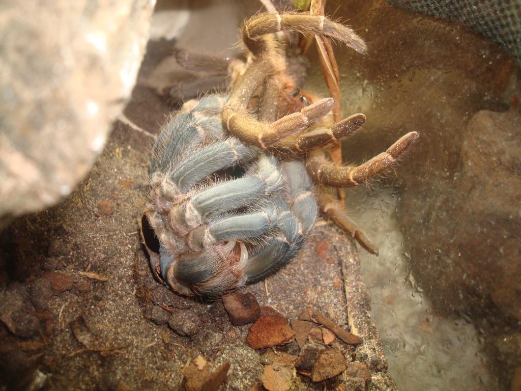 my A. seemanni molting