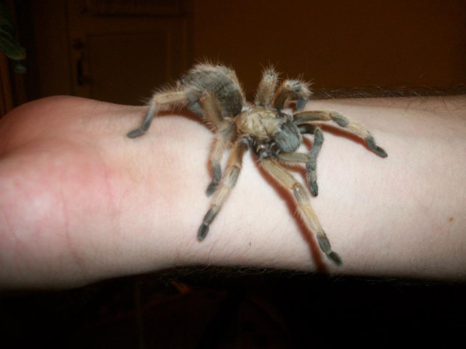 My Aphonopelma moderatum