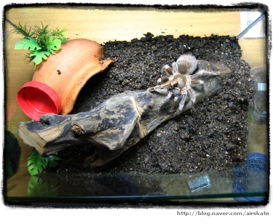 My Aphonopelma Seemani