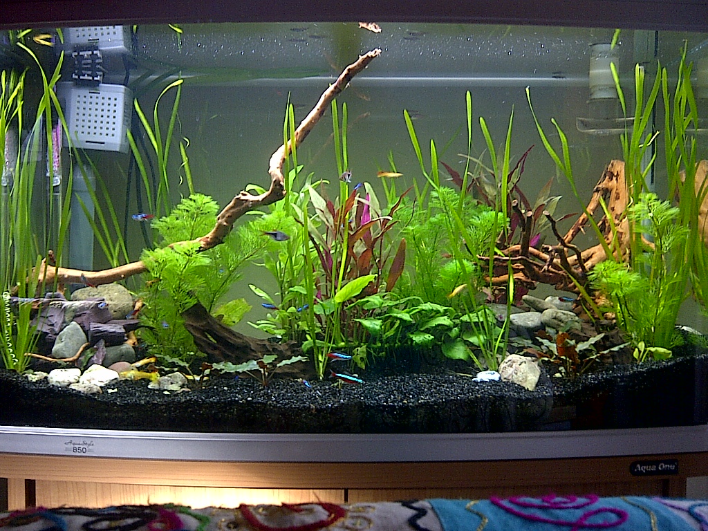 my aquarium and fishies..