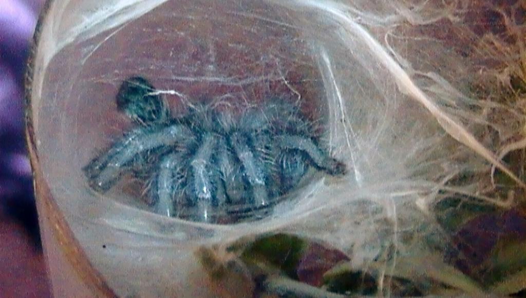 My Avic. Versicolor