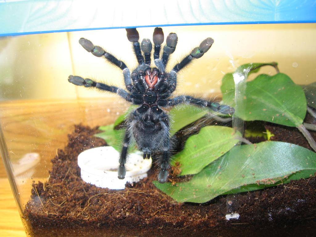 My Avic