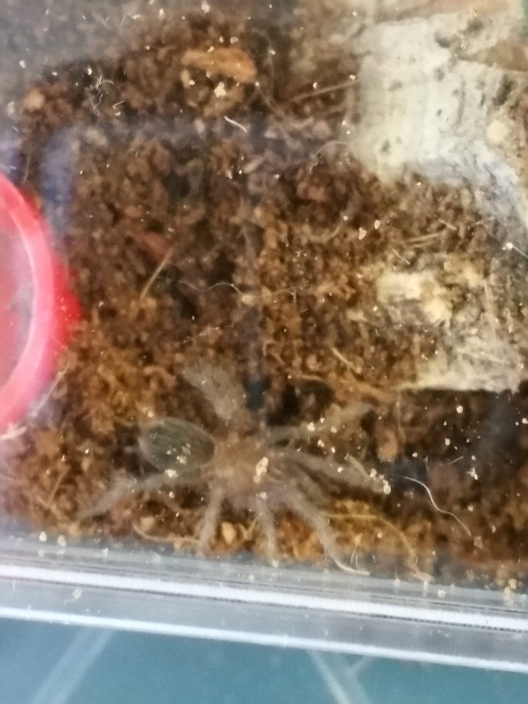 My B. albopilosum sling