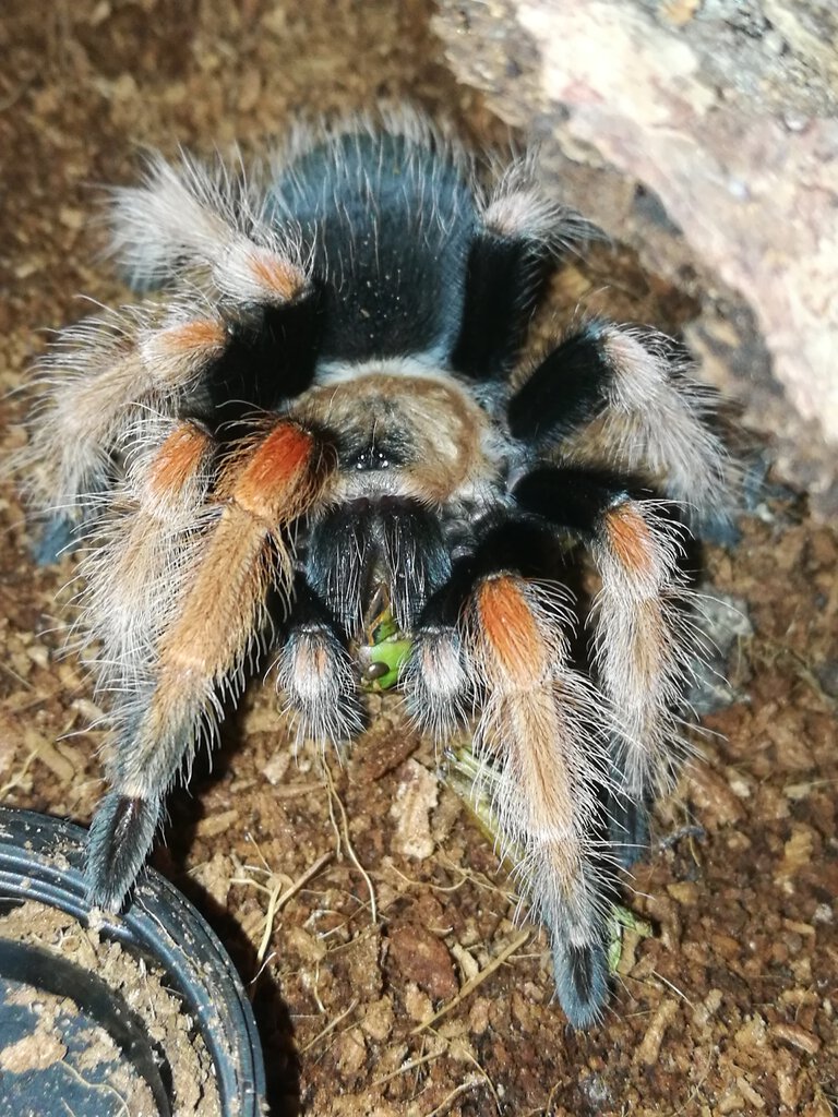 My B. Boehmei