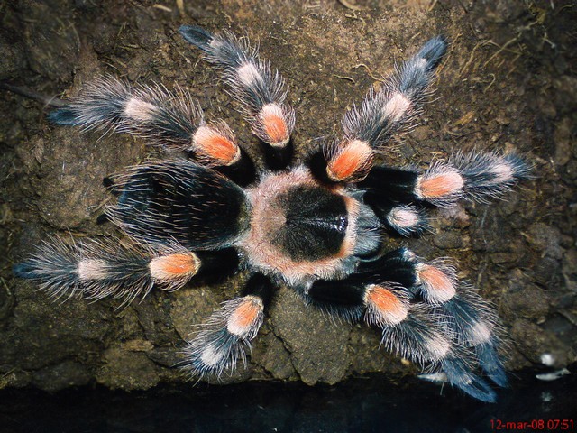 My B.smithi after molt