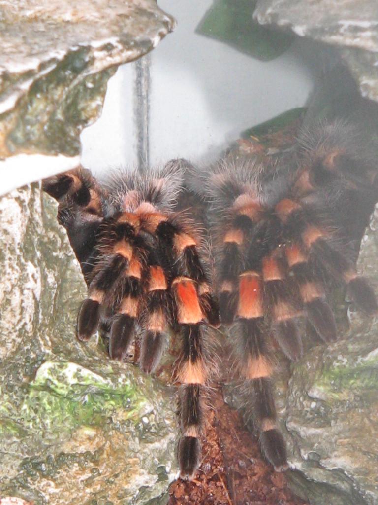 My B Smithi in her retreat