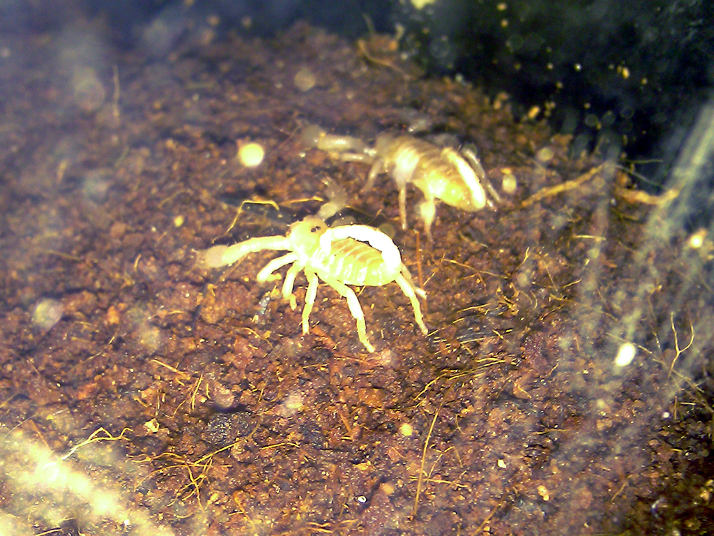 my baby Emperor scorpions