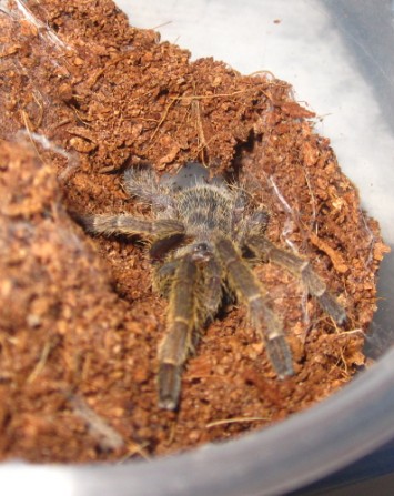 My Baby Tarantula