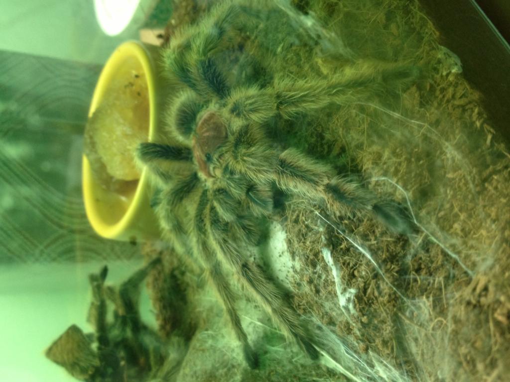 My beautiful MM G. Rosea