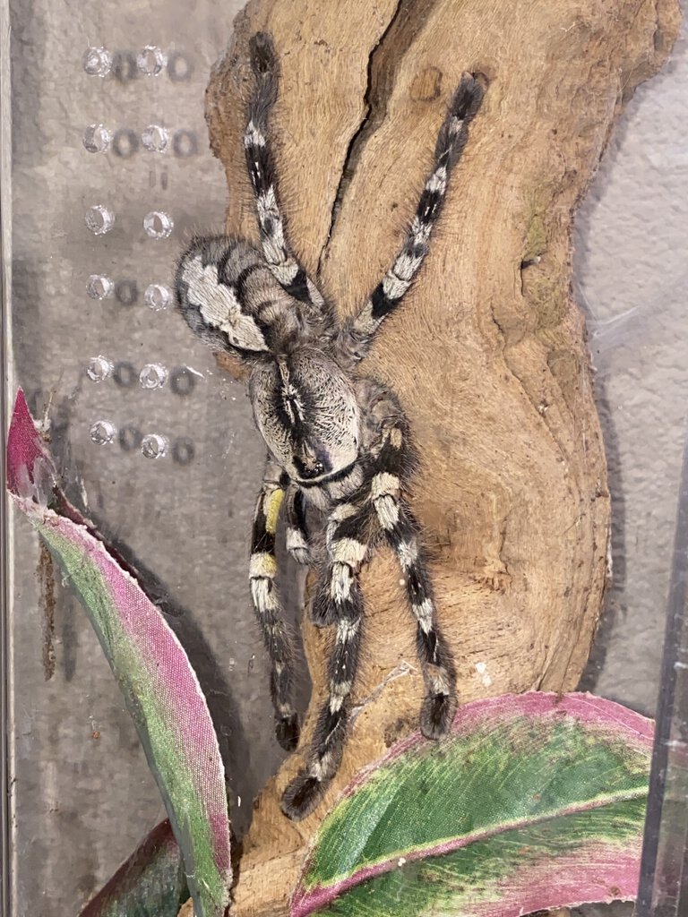 My big Poecilotheria Regalis girl :)