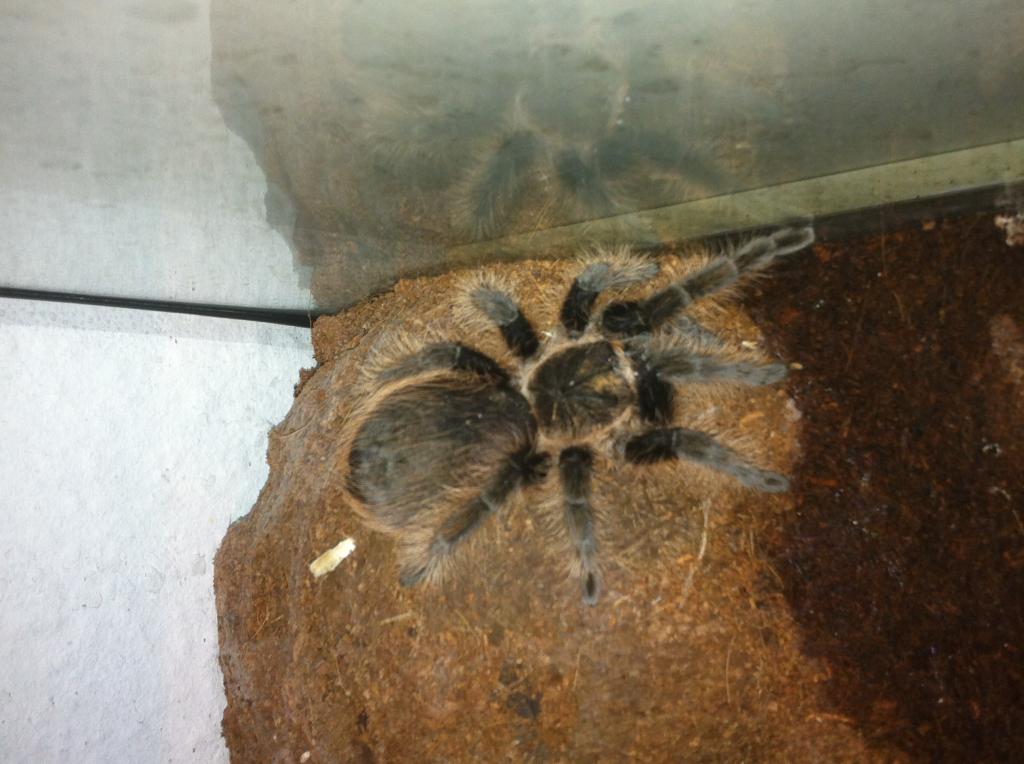 My..brachypelma Albopilosum | Arachnoboards