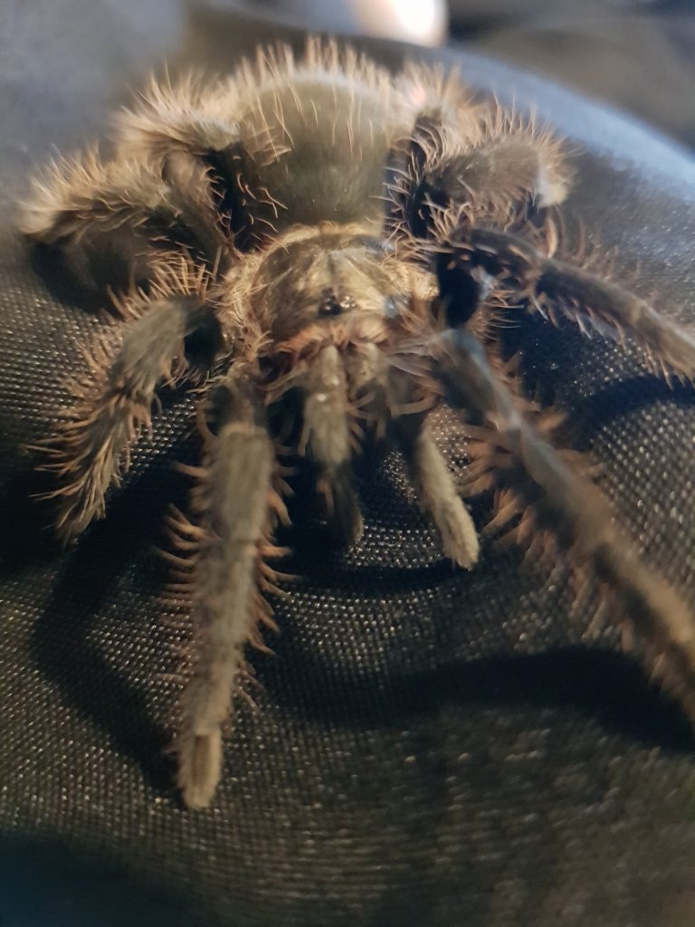 My Brachypelma albopilosum