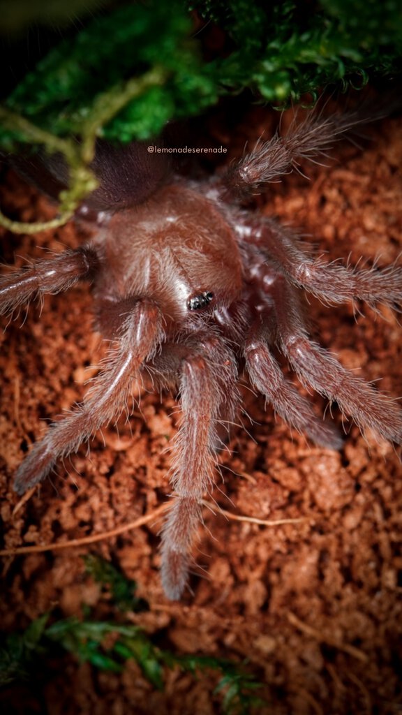 My Brachypelma "Nyx" albiceps sling