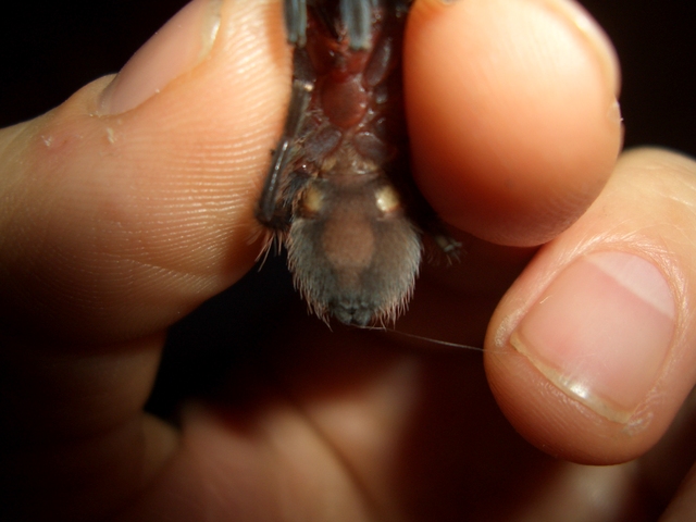 My Brachypelma Vagans F Or M ?